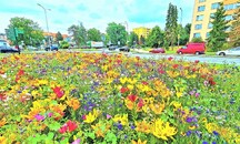 Valašské Meziříčí: Rozkvetlé město - péče o zeleň i ekovýchova 